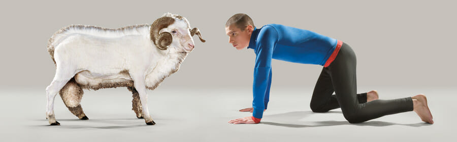 Merinoschaf und Mann sind sich gegenüber