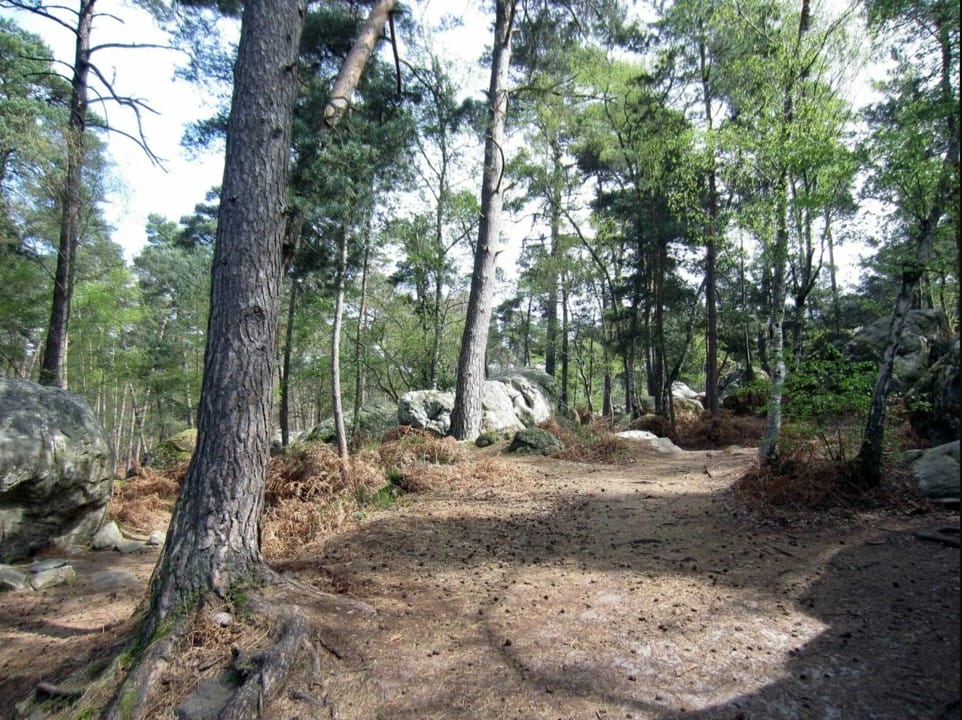 Waldweg im Fontainebleau.