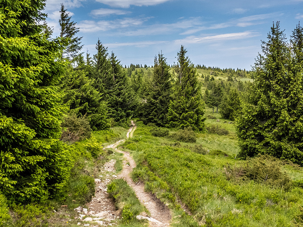 Trail in den Vogesen