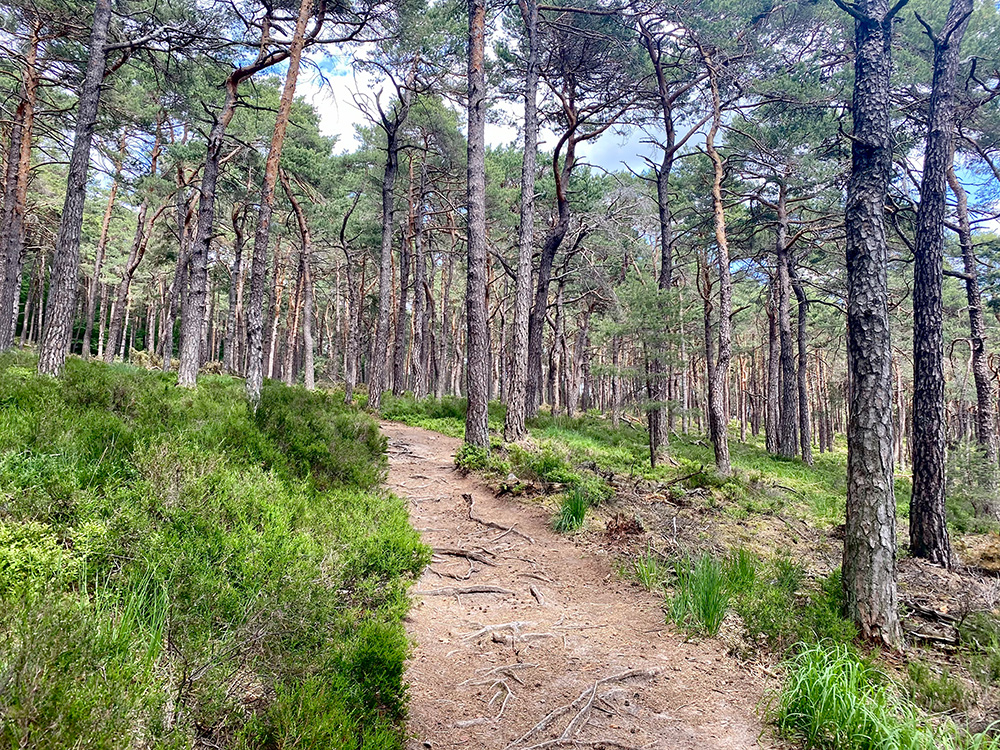 Trail im Pfälzer Wald - Unterwegs auf die Kalmit.