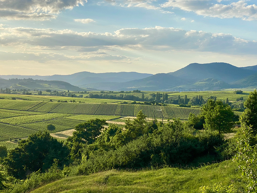 Aussicht vom Trail - Weinlagen in der Südpfalz