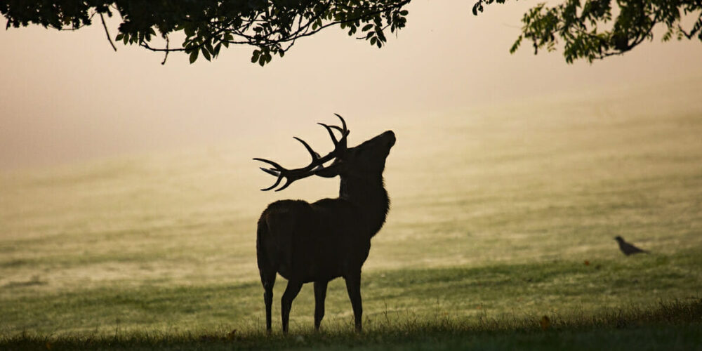 20230627_Wildtiere_Titel