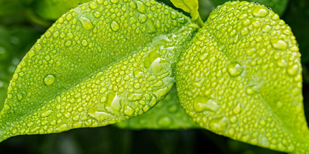 20230719_Zu Besuch bei Gore_Titel