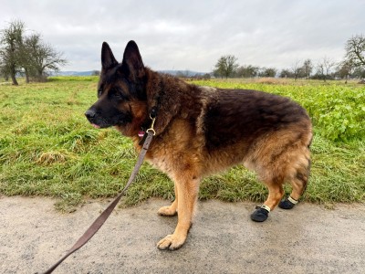 Bild 1 von Claudia zu Ruffwear - Summit Trex Shoe - Hundeschuhe