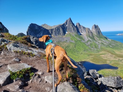 Bild 1 von Svenja zu Ruffwear - Swamp Cooler Neck Gaiter - Hundezubehör