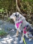 Bild 2 von Angela zu Ruffwear - Flagline Harness - Hundegeschirr