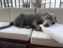 Bild 2 von hessameddin zu Ruffwear - Kibble Kaddie - Hundezubehör