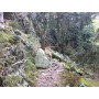 Bild 1 von Siegfried zu Salewa - MTN Trainer Mid GTX - Approachschuhe